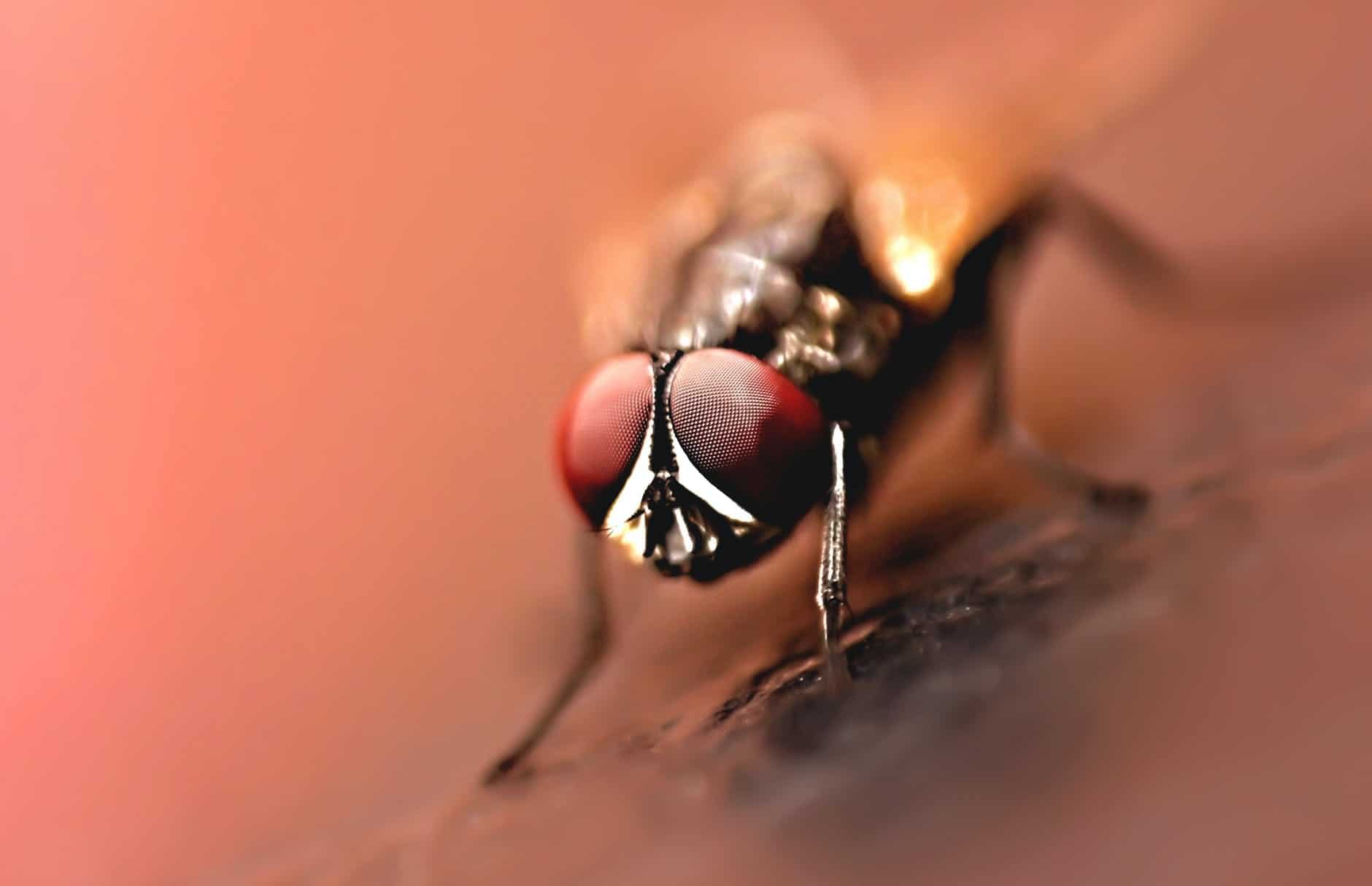 close up photography of brown wasp