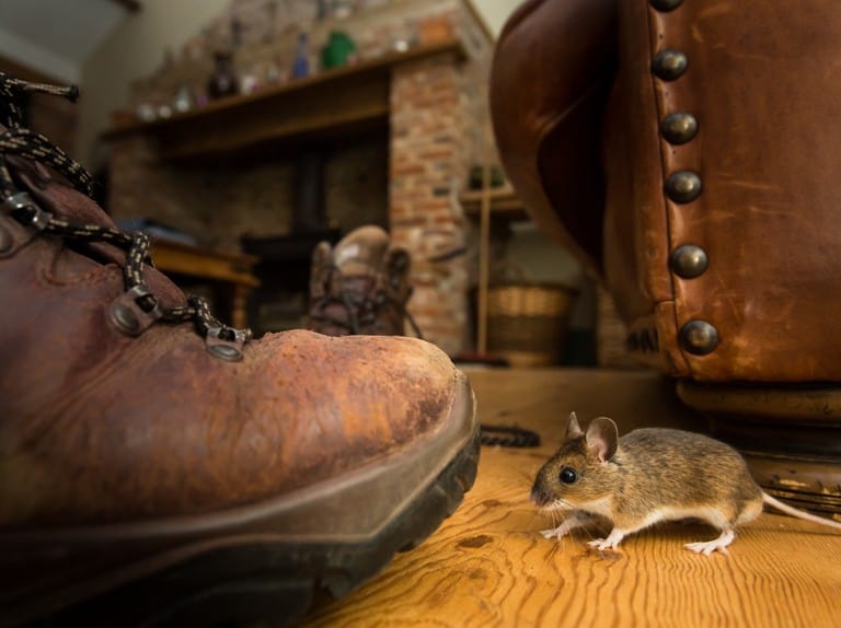 How to Catch a Mouse
