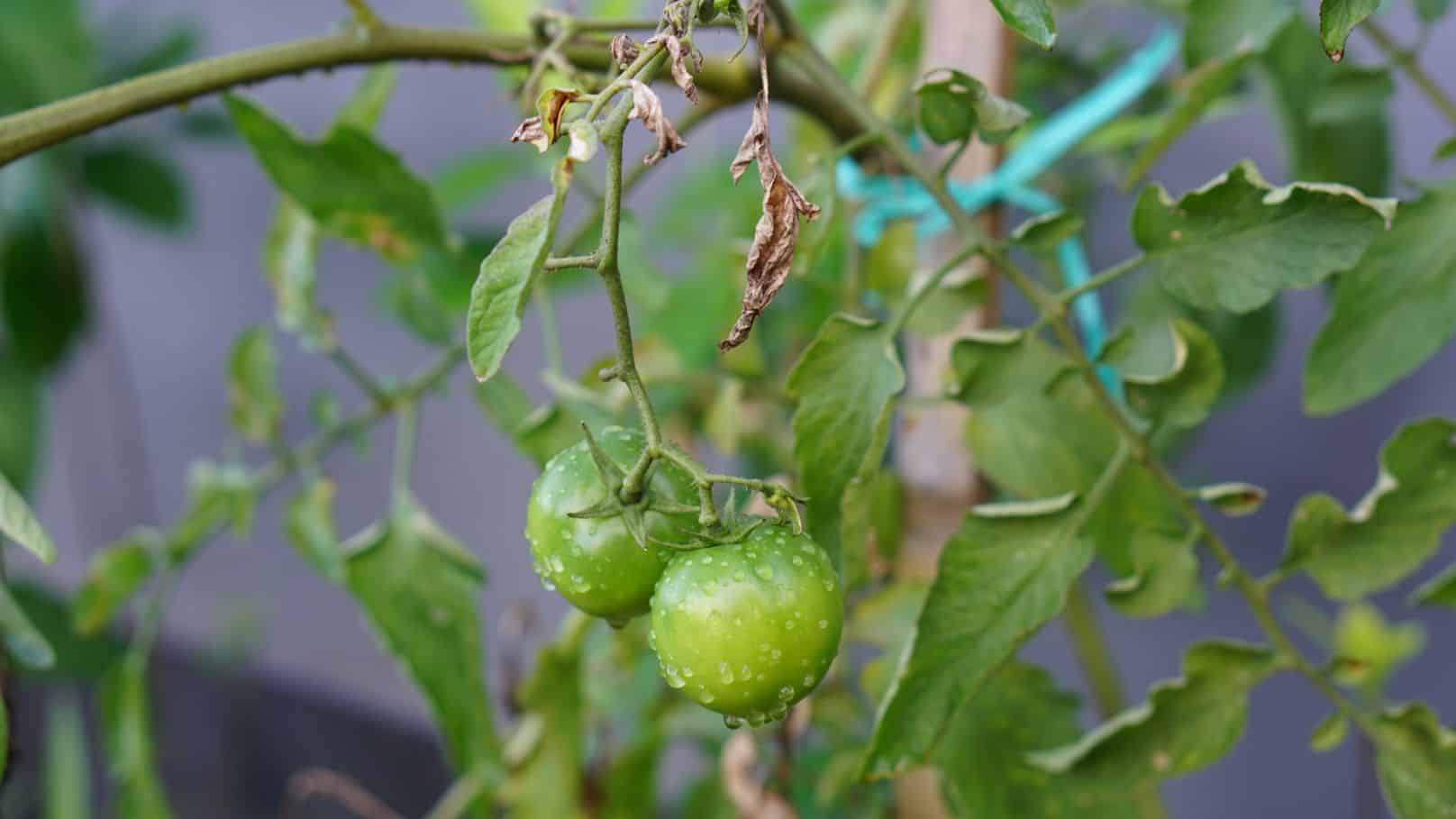 how cold can tomatoes tolerate
