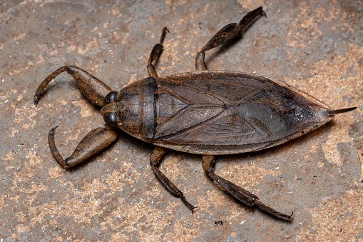 where do water bugs come from