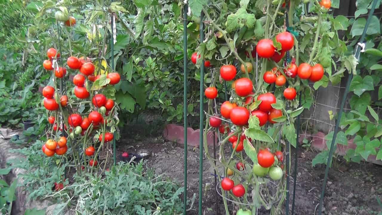 how many tomatoes per plant