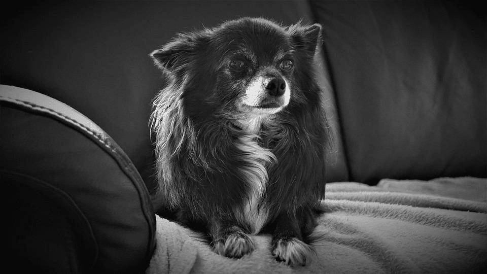 Best Couch Material for Dogs