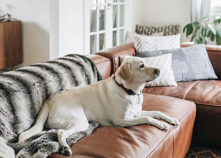 Best Couches for Dogs and Other Furry Pets