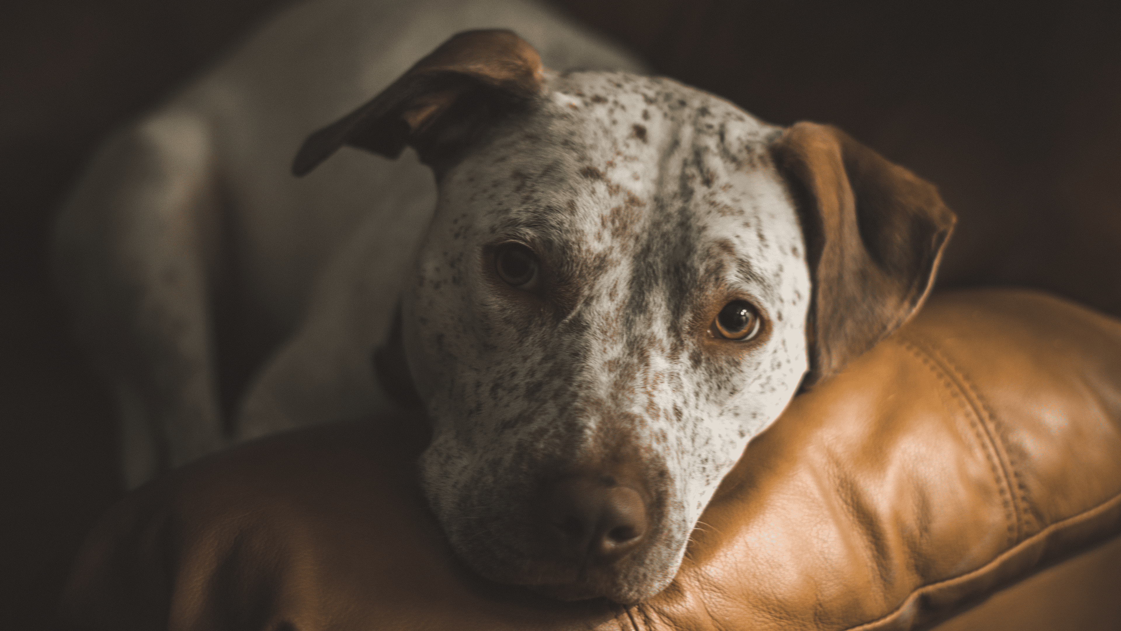 Best Leather Couch for Dogs and Other Furry Animals