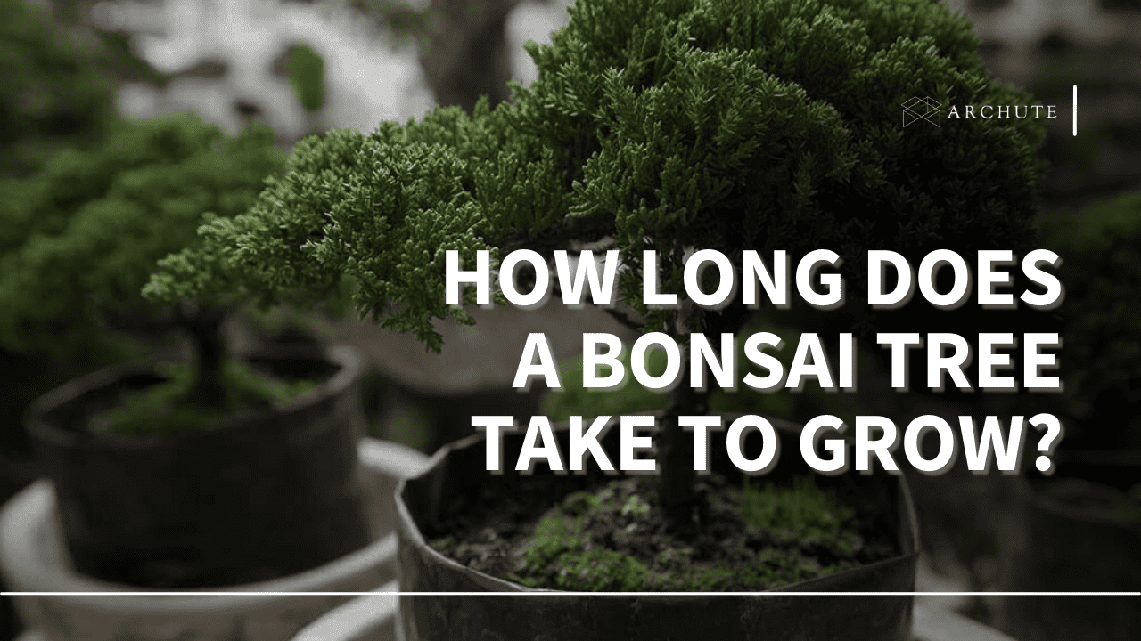 how long does a bonsai tree take to grow