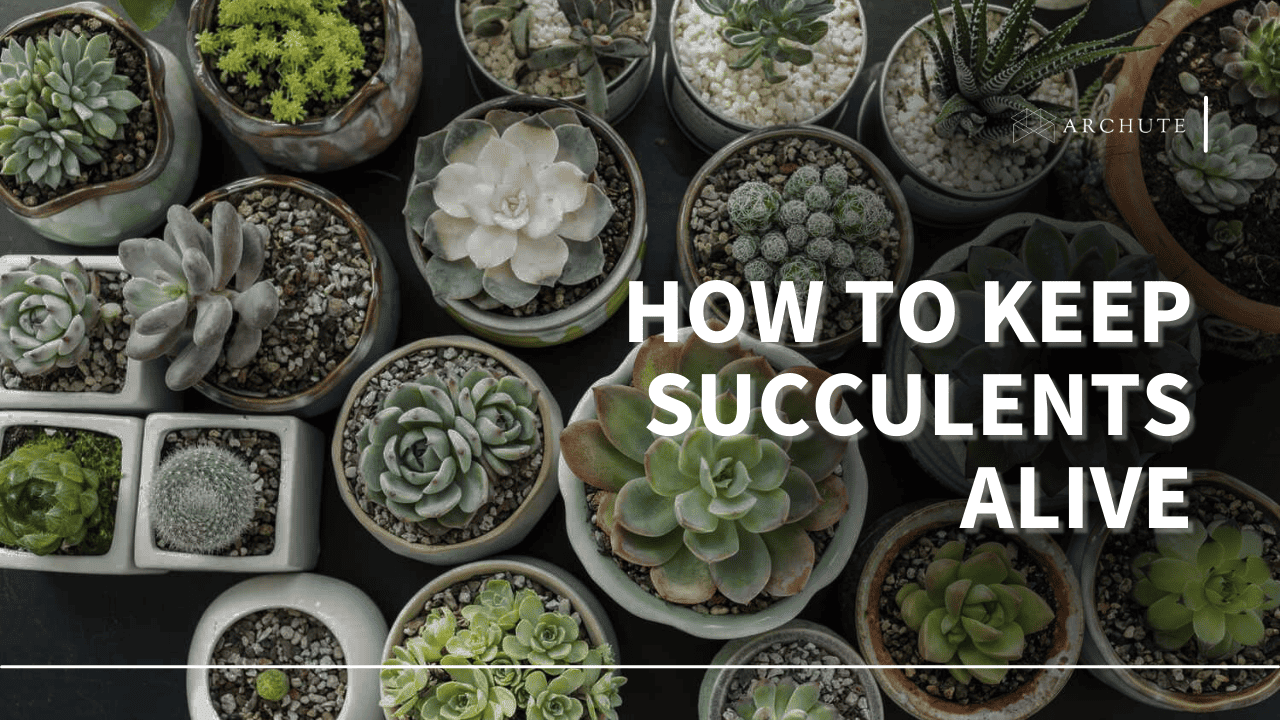 how to keep succulents alive