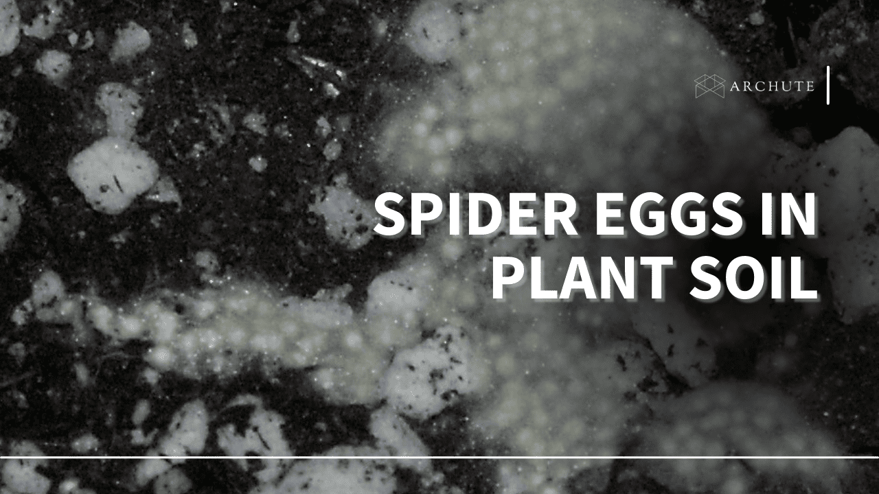 spider eggs in plant soil
