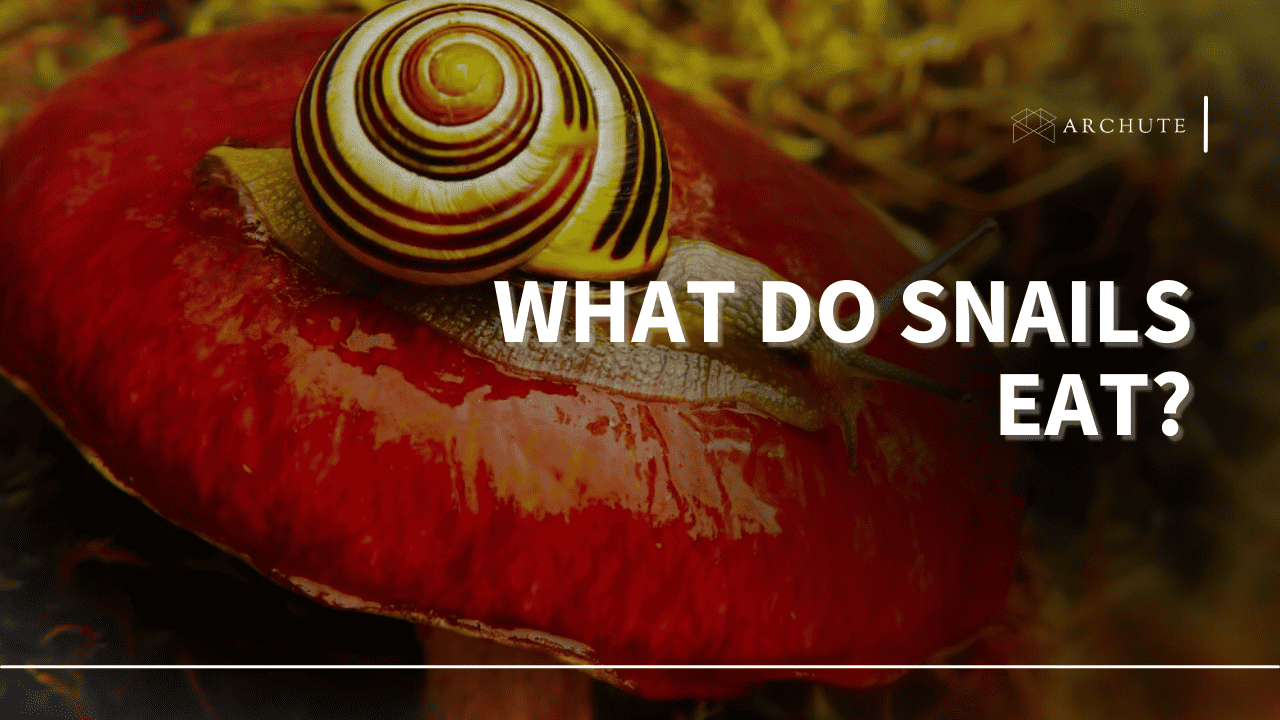 what do snails eat