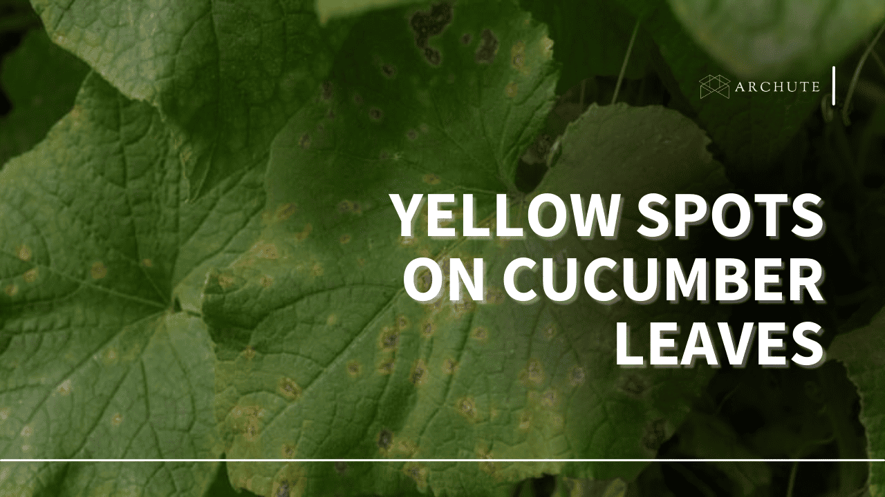 yellow spots on cucumber leaves