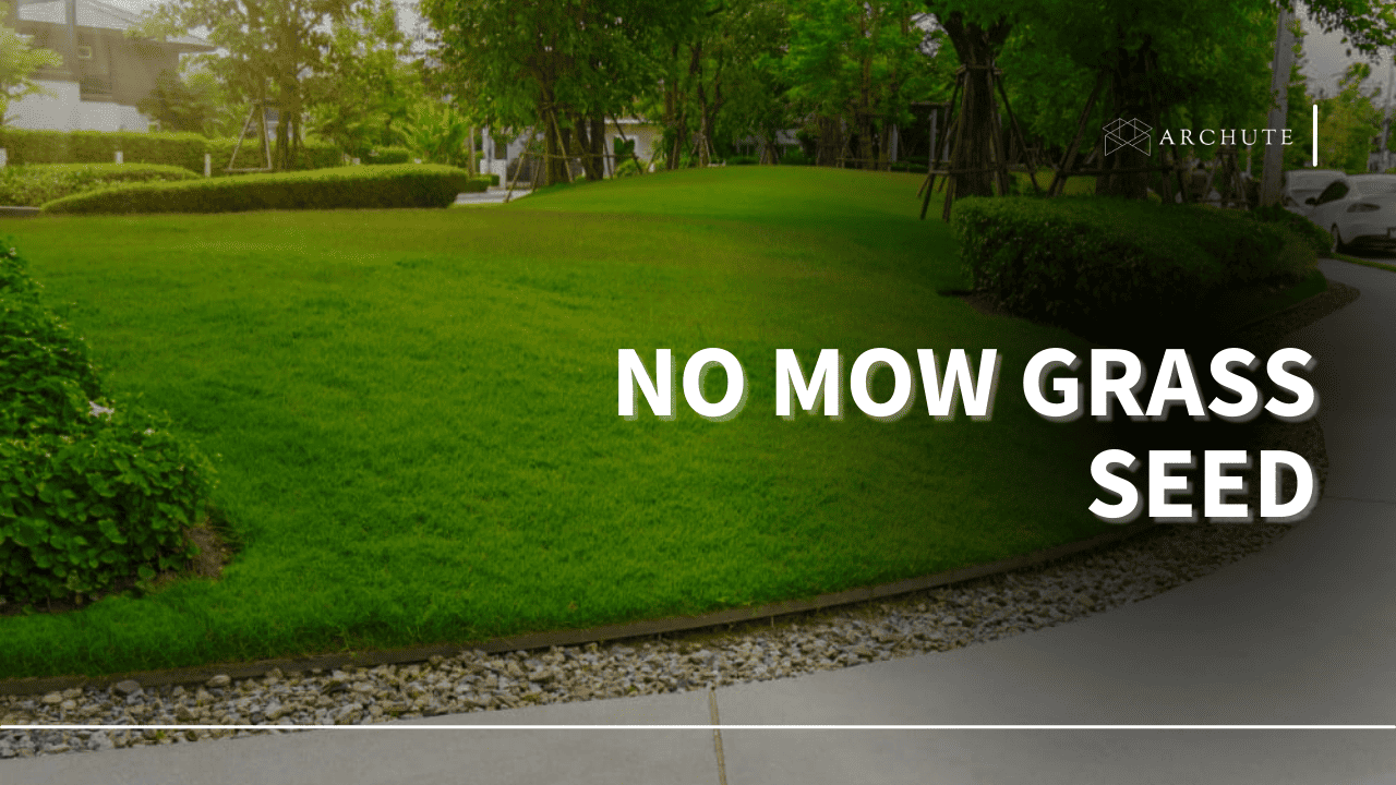 no mow grass seed